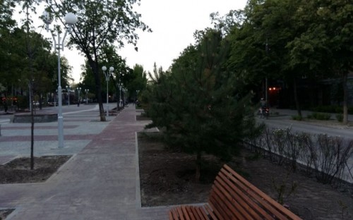 В Запорожье в центре города две женщины выкопали куст можжевельника (ВИДЕО)
