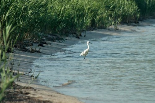 �� ����������� ������� ����������� ���������� ���� (����)