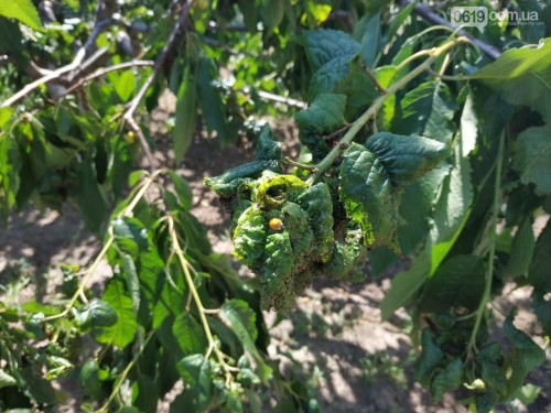 � ����������� ������� ��������� ������� �������� ������� (����)