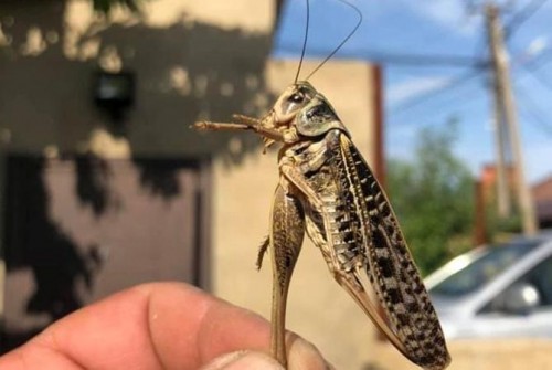 �� ����������� ������� �������� �������� ���������� (��������)