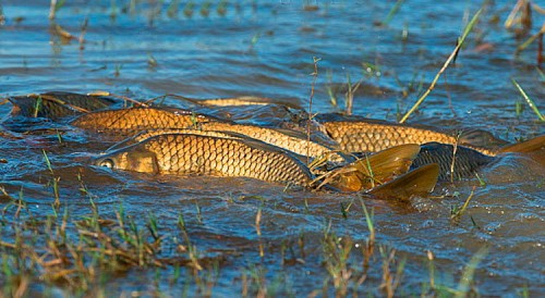 �������� � �����풺����: �� ������� ������ ������� �������� «������»