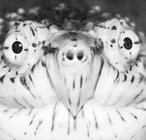 � ��������� ����������� ��������� ���-������ (����)