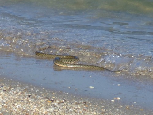 ������� � ���������� ����� ������ ��� ���������� �������� (�����)