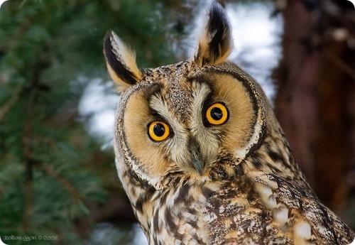 ���������� ���������� ������ ����� (����)