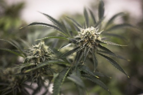 � ����������� ������� ������ ������� «�����» �� ������