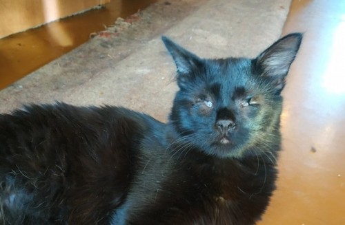 � ������ ��������� ���������� ��������, ������ ����������� ����� (����)