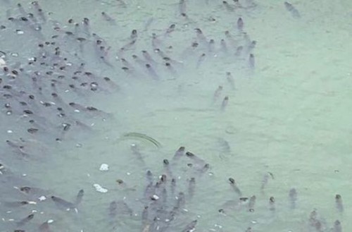 � ����� ����������� «�������» �������� ��� ���� (����, �����)