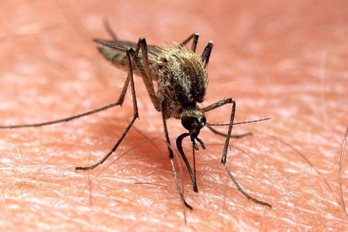 � ����������� ������� ������� ����������� �������: ��� ���� �����������