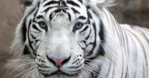 � ���������� �������� �������� ������� � ���������� �������� (�����)