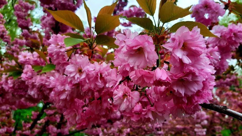 ����, ���� � ����: ���������� ����������� ������ ��������