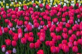 �������� ��������� ����� ���������� ������ � ͳ��������