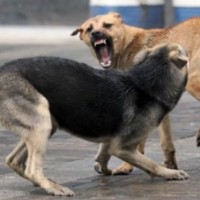 На запорожском курорте бродячие собаки нападают на местных жителей: как с ними будут бороться