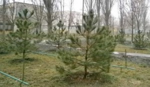 �������� ����� ������� ����