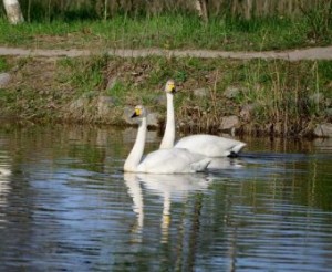 � ��������� ����� ������ ����� ������� � ���������� ���� �������