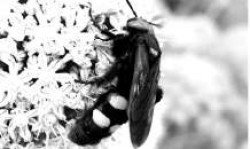Запорожье атакуют гигантские осы