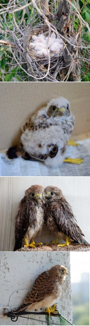 ��� ����������� ���� ��������� ���� �������