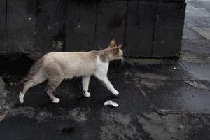 ����� ������ � ������ ���������� ��������� �����