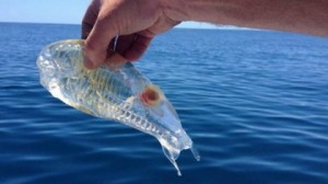 ������������� ����� ������ ���������� ����