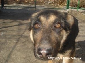 ������ ���������