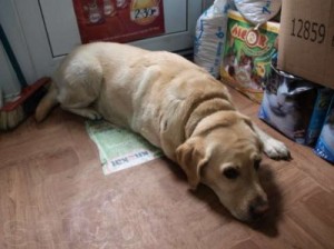 �������� ����� ��������� ����������, ��������� ��������, �������� ���������