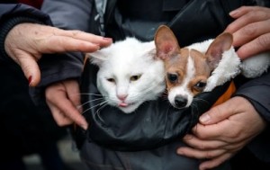 ��������� ����� ����� ���������� ����� - ������