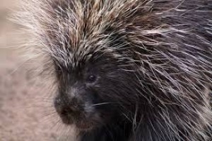 � �������� �������� �������� � ���� �� ������� � ������ �� � ������ ��� ����� ������