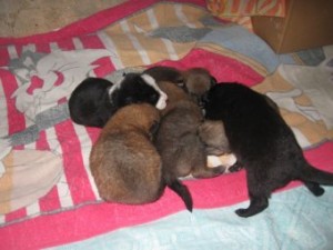 ������������� ���� ������ ������