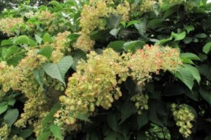 ���������� ��������, ���������� ��� ���� ������������� ������