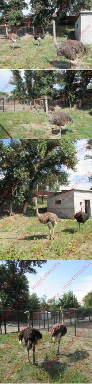 �� ����������� ��� ��������� ��������� ������ ����������� �������� - ����