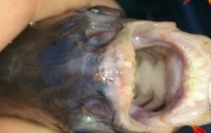 ��� ������������� ����� ������ ������� � ������������� ������