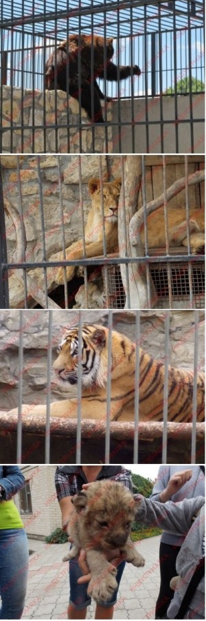 � ����������� ������� �������, ����������� ������� ���-����, ������� ���