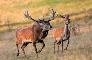 ����� ��������� ���������, ����� �������� ����