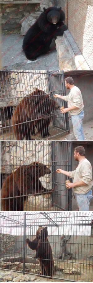 � ����������� ������� �������� ����������� ���������� ������� - ������������