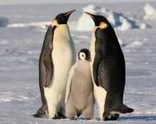 ������ ���������� ���������, ���� ������� ���������� ��� �����