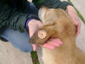 � ���������� ����������� � �������� ��������� �����