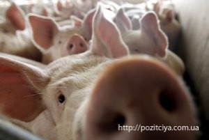 ����������� ��������