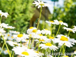 ����� �������