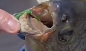 � ��� ������� ���� � ������������� ������ - ����