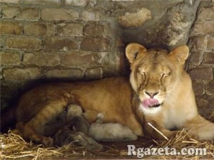 � ����������� ������� �������� ������