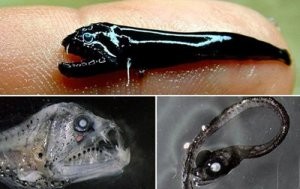 � ��������� ����� �������������� ���� ������� �� "������ "