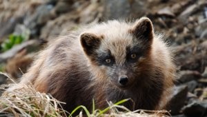 � ������ ������� �������� ����� � �������