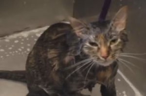 ��� ������� ������ ������� � ������� ���� ������� ��-���������