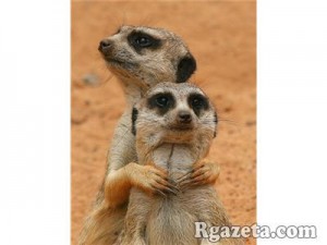 � ���������� ������� �������� ����� � ����������� �������� �� ��������