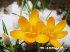 ����� �� ��������