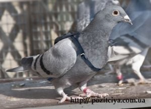 ������� ����� ��������