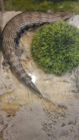 � ������� ��������� �������� ������� �������� �� �������