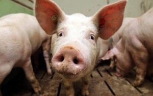 � ����������� ������� �� ���� ������� ����������� ������ ����������� �����