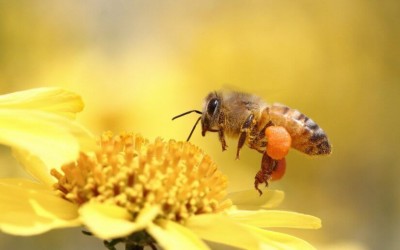 ТОП-5 самых популярных пчеломаток в Украине