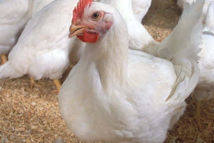 Пташиний грип охопив Європу: рекордні показники за останнє десятиліття Пташиний грип охопив Європу: рекордні показники за останнє десятиліття