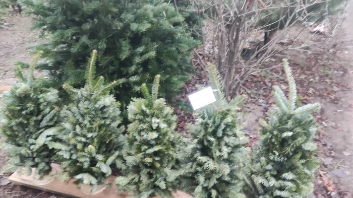 У Запорізькій області у 2025-му році не вирощували ялинки для продажу У Запорізькій області у 2025-му році не вирощували ялинки для продажу